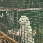 000M6DI0W656GSLL-C125-F4